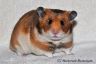 Hamsterhuette´s Trick